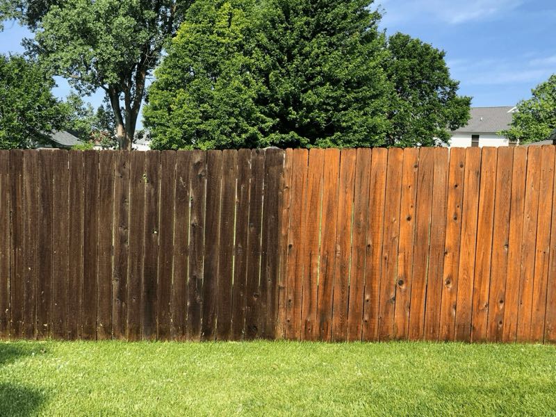 Fence Staining in Grapevine